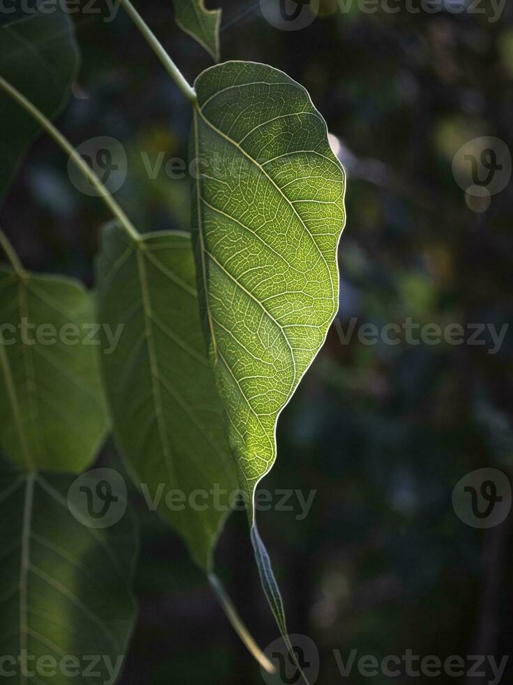 Leaf Veins of Sacred Fig photo