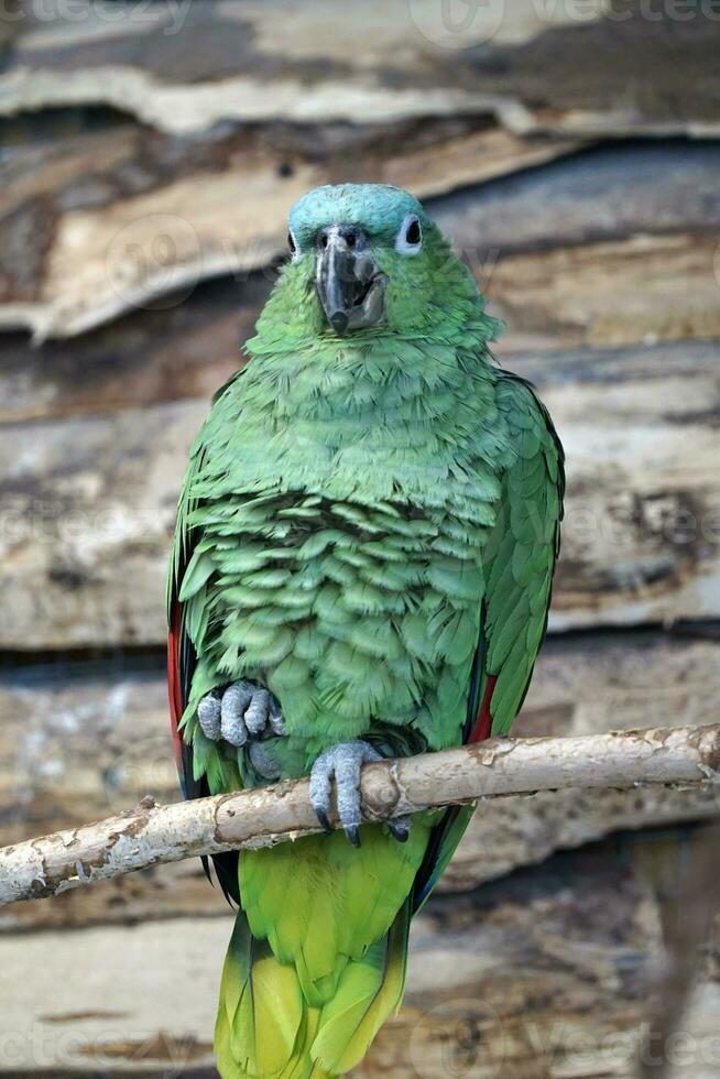 Green Amazon Parrot Perching on a Branch photo