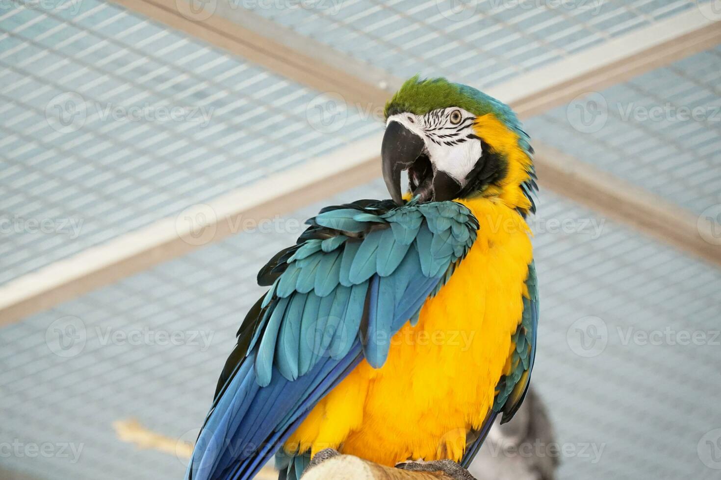 One Blue and Yellow Macaw - Close-Up photo