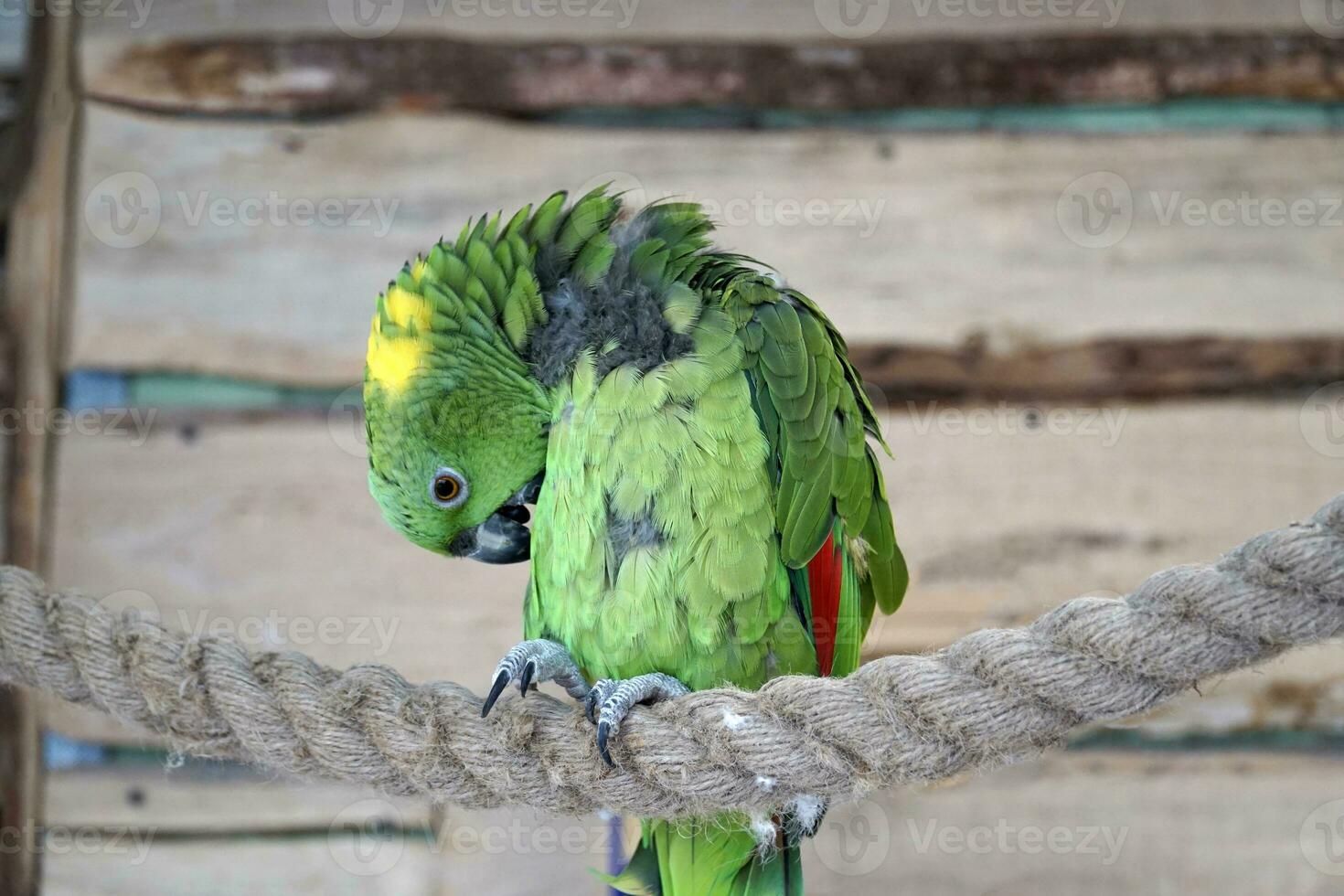 Green Amazon Parrot Perching on a Rope photo