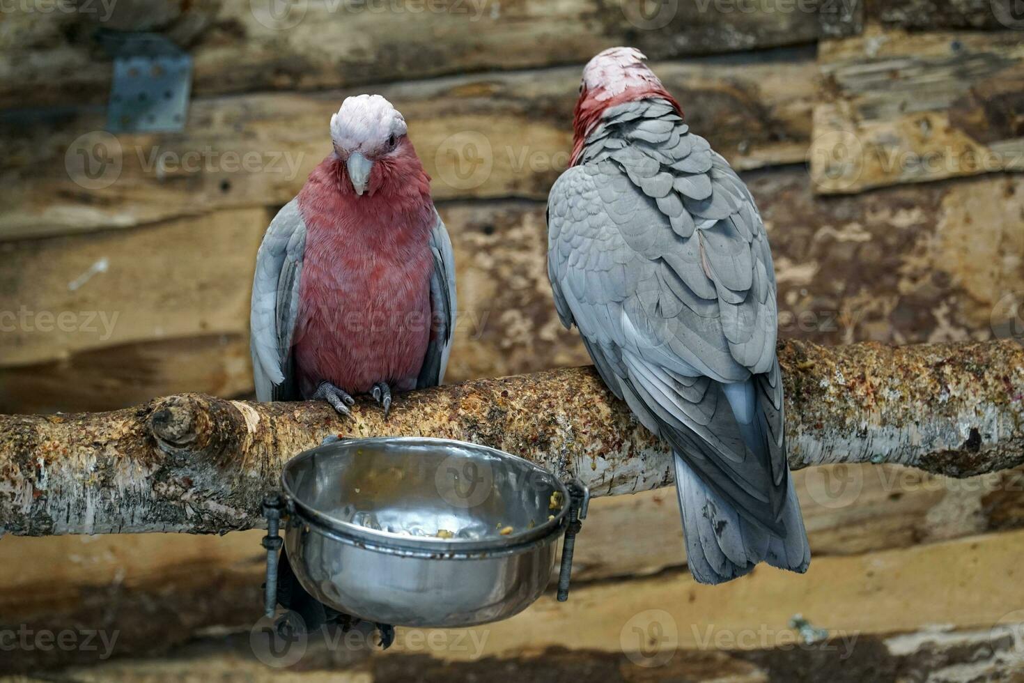 Two Pink and Grey Cockatoo Parrots photo