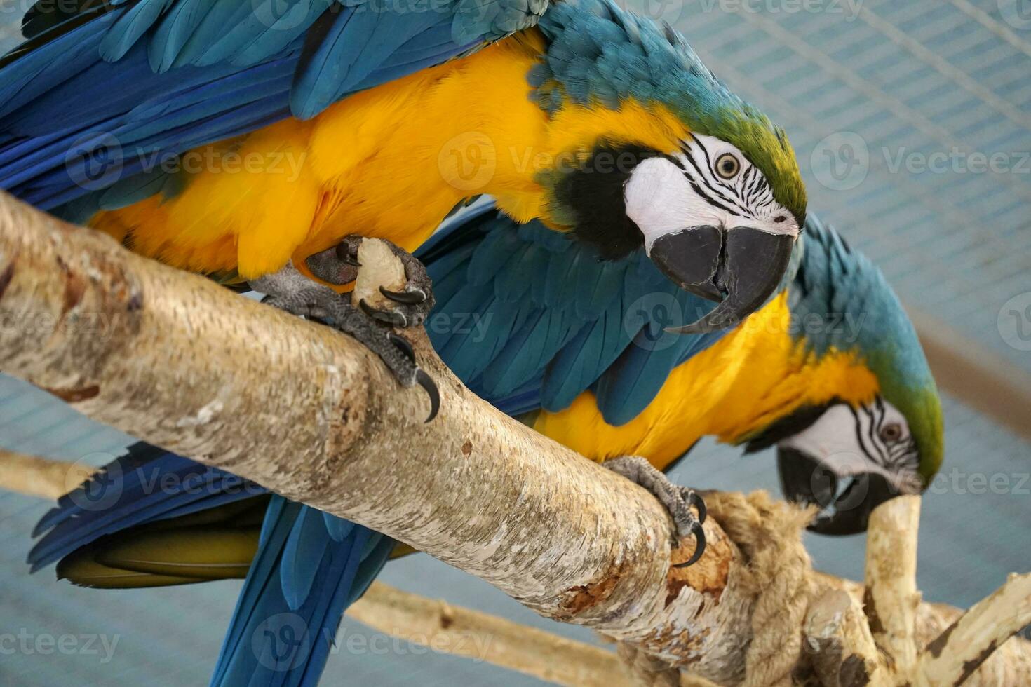 Two Blue and Yellow Macaws Perching on a Branch photo