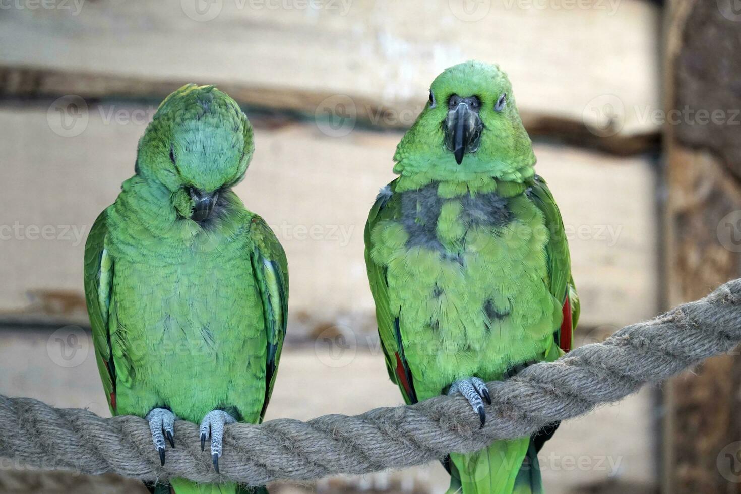 Two Green Amazon Parrot Perching on a Rope photo