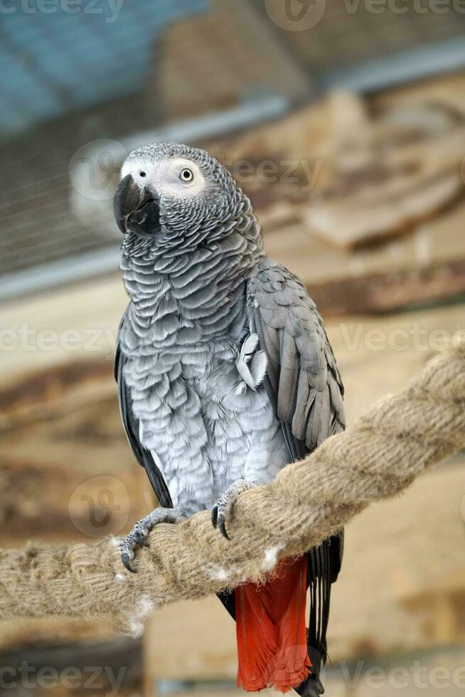 African Grey Parrot With Red Tail Perching on a Rope photo
