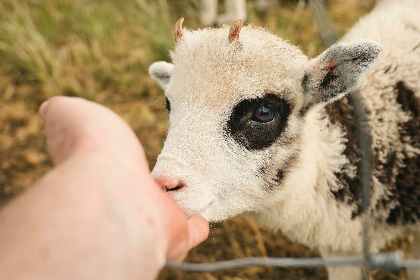 Portrait shot of adorable little baby sheep eating from human hand photo