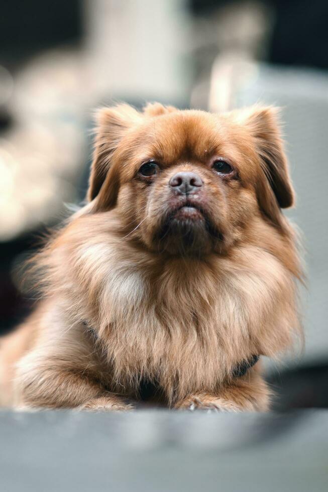 Portrait shot of beautiful little brown dog laying on the ground photo