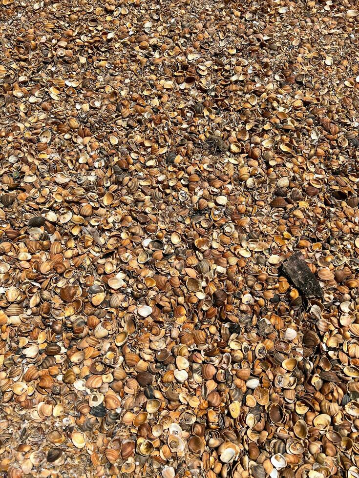 Shells on a beach in Derbent photo