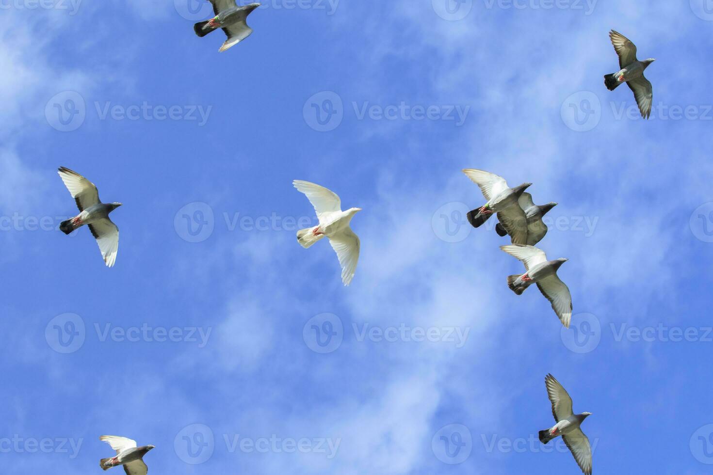 Superior ver rebaño de buscador de blancos Paloma volador en contra hermosa azul cielo con blanco nube foto