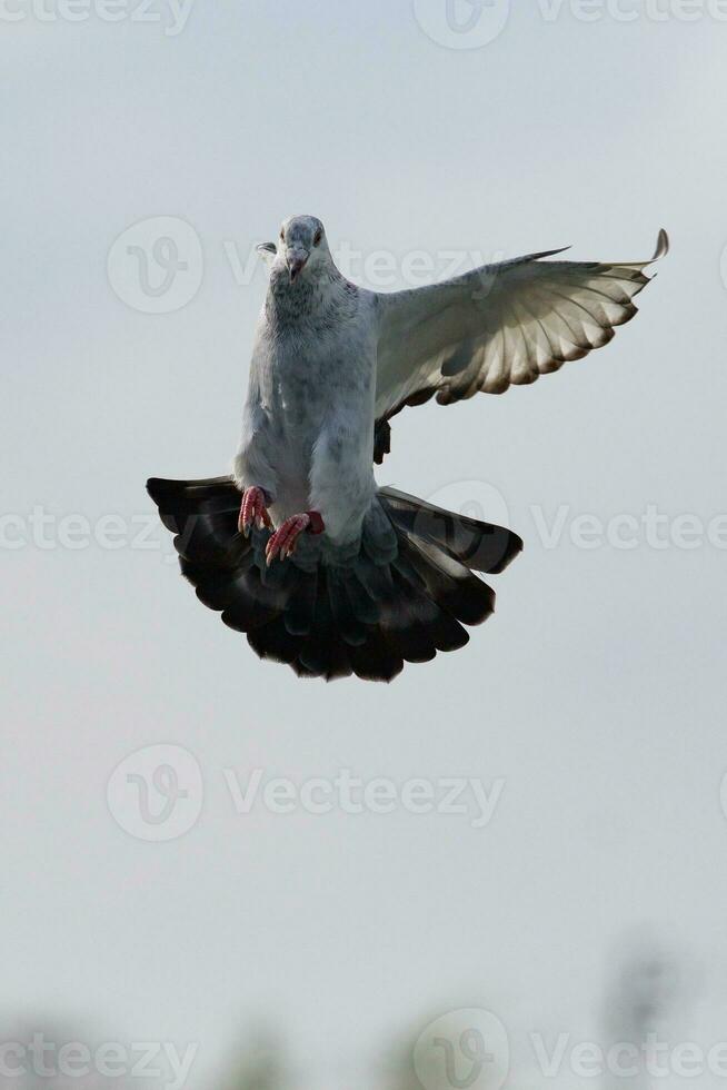 motion of homing pigeon approach for landing to loft trap photo