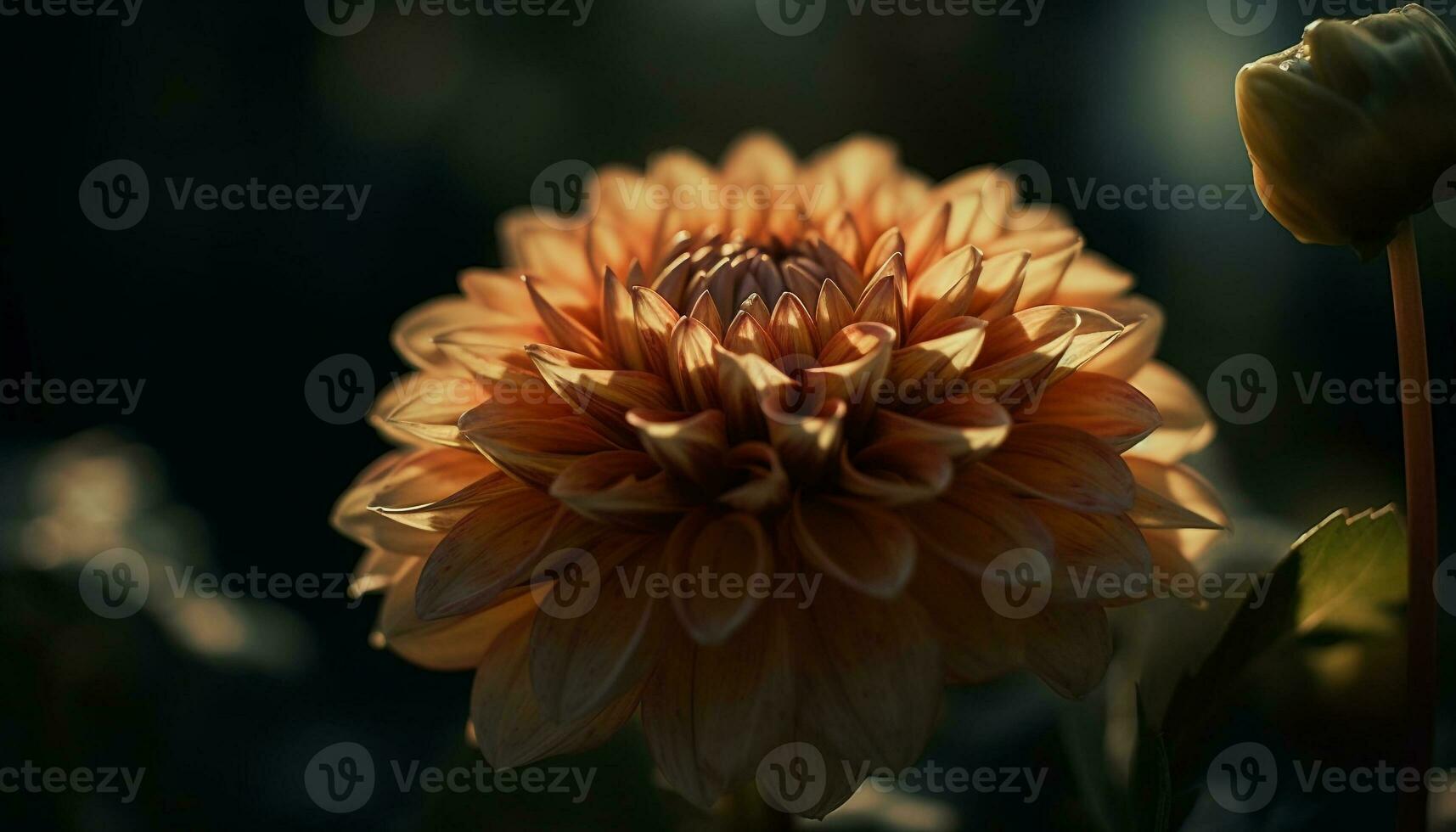 Vibrant dahlia blossom, focus on foreground beauty generated by AI photo