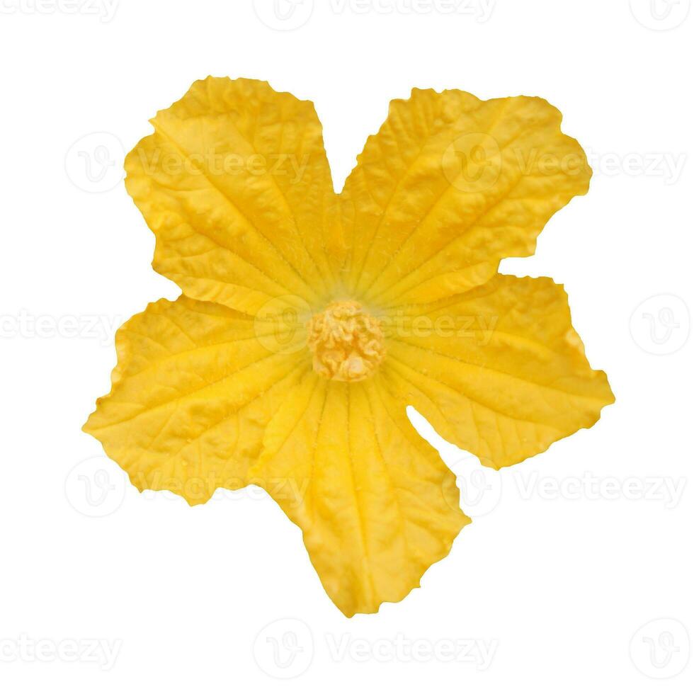 cut outline yellow flower sponge gourd photo