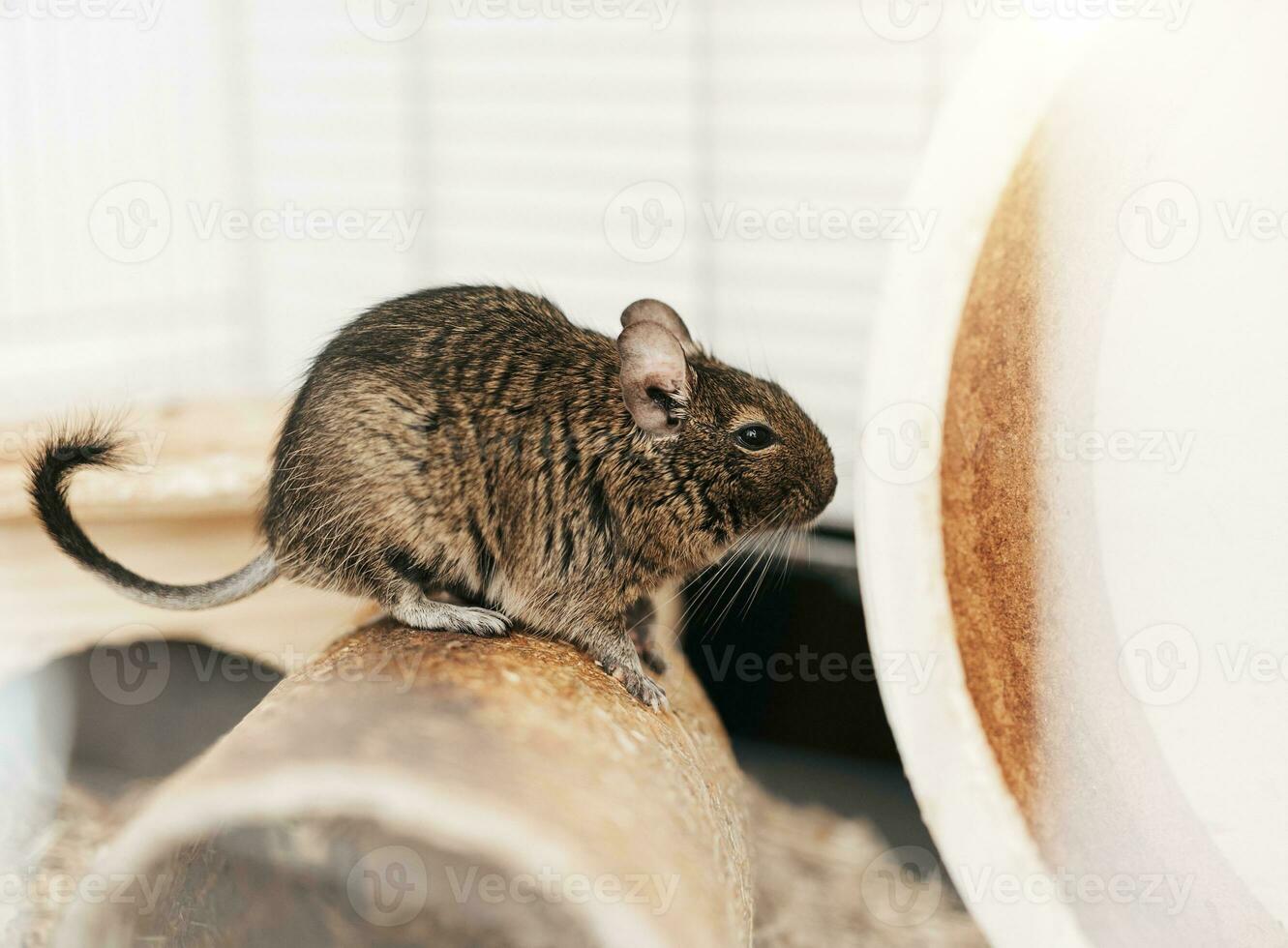 Little cute gray aquirrel Degu photo