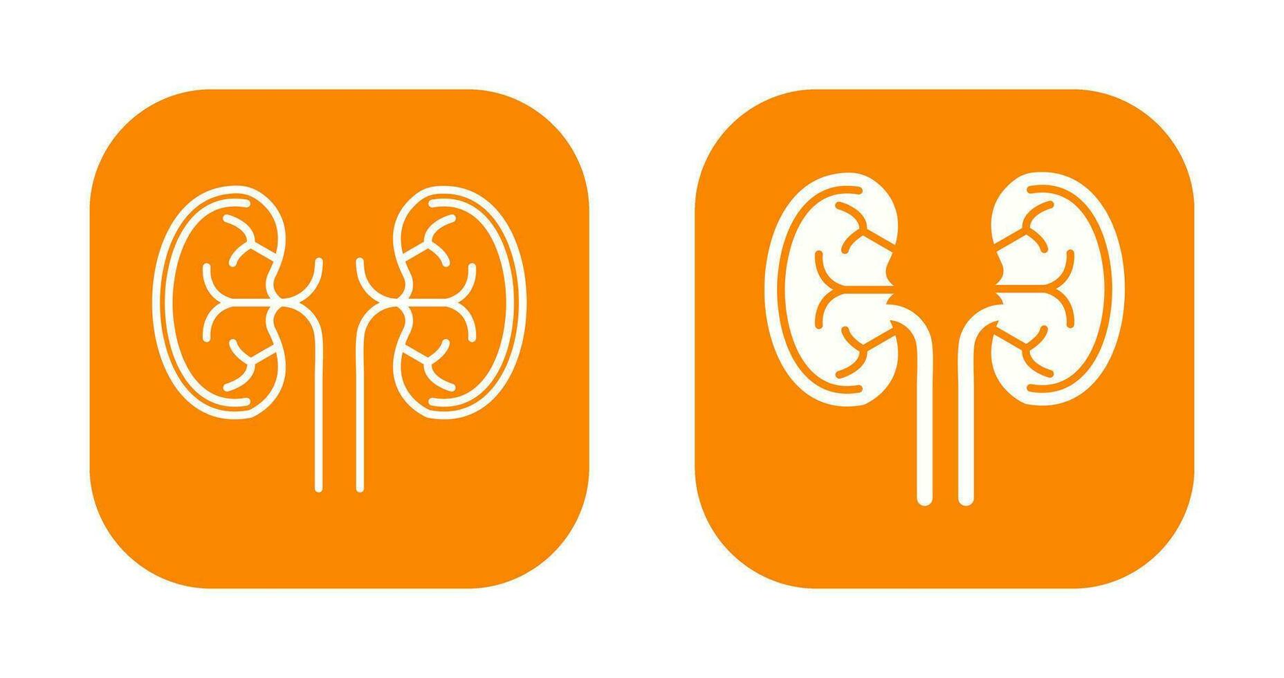 Kidney Vector Icon