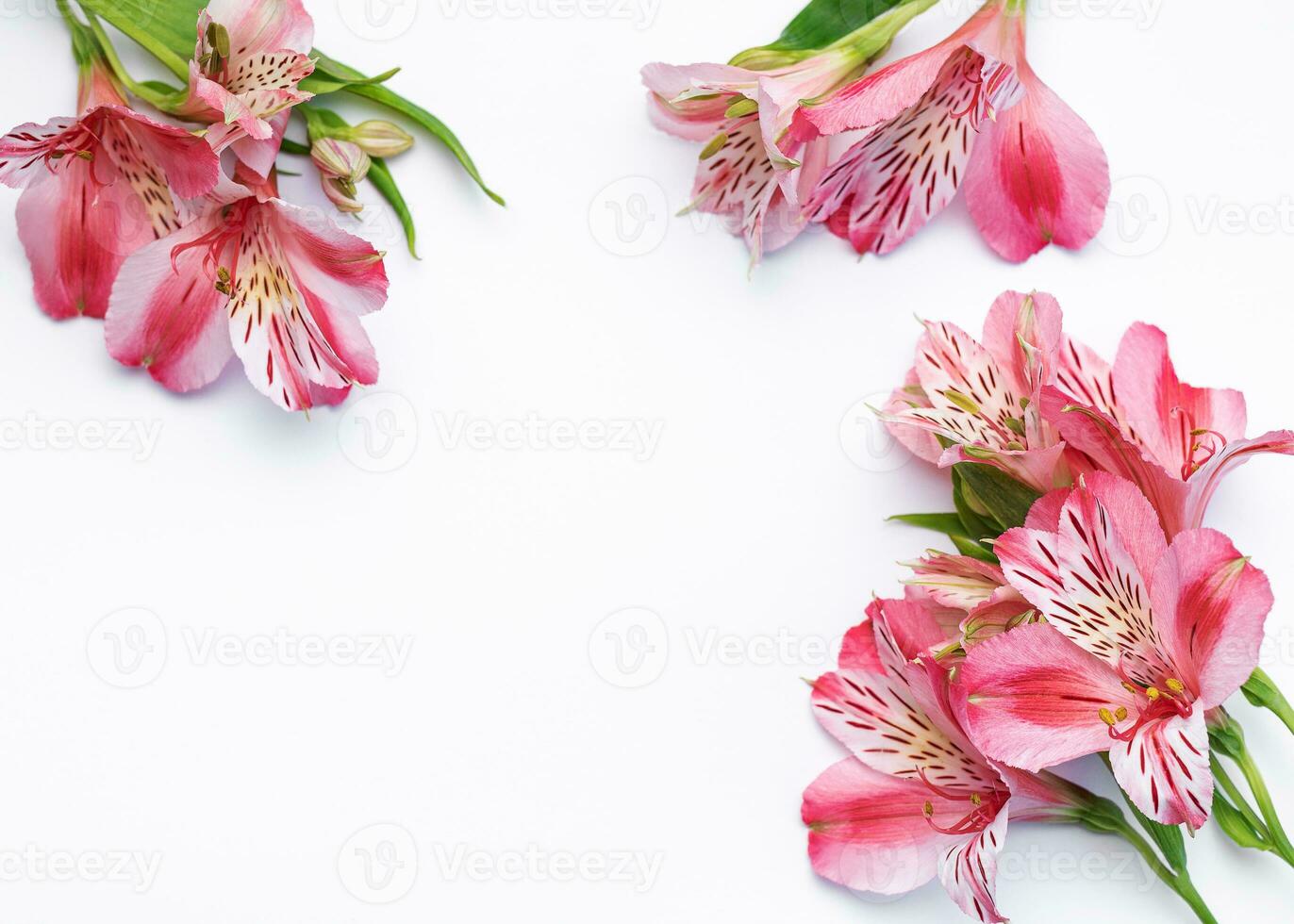 Beautiful Alstroemeria flowers on white background photo