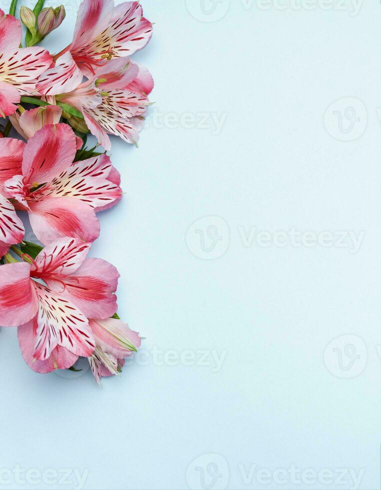 Beautiful Alstroemeria flowers on blue background photo