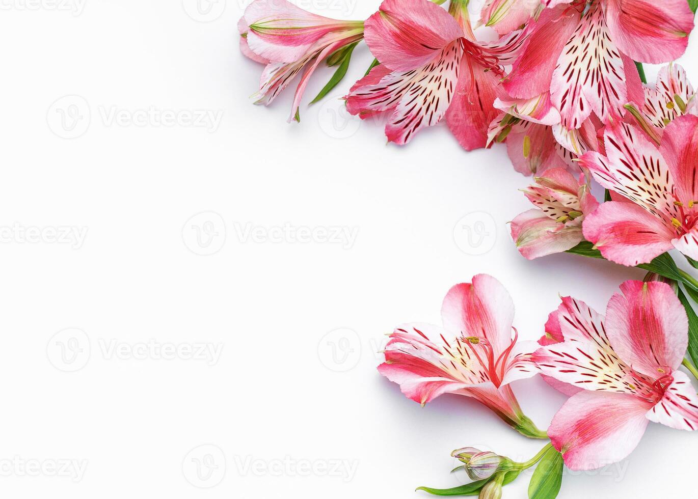 Beautiful Alstroemeria flowers on white background photo
