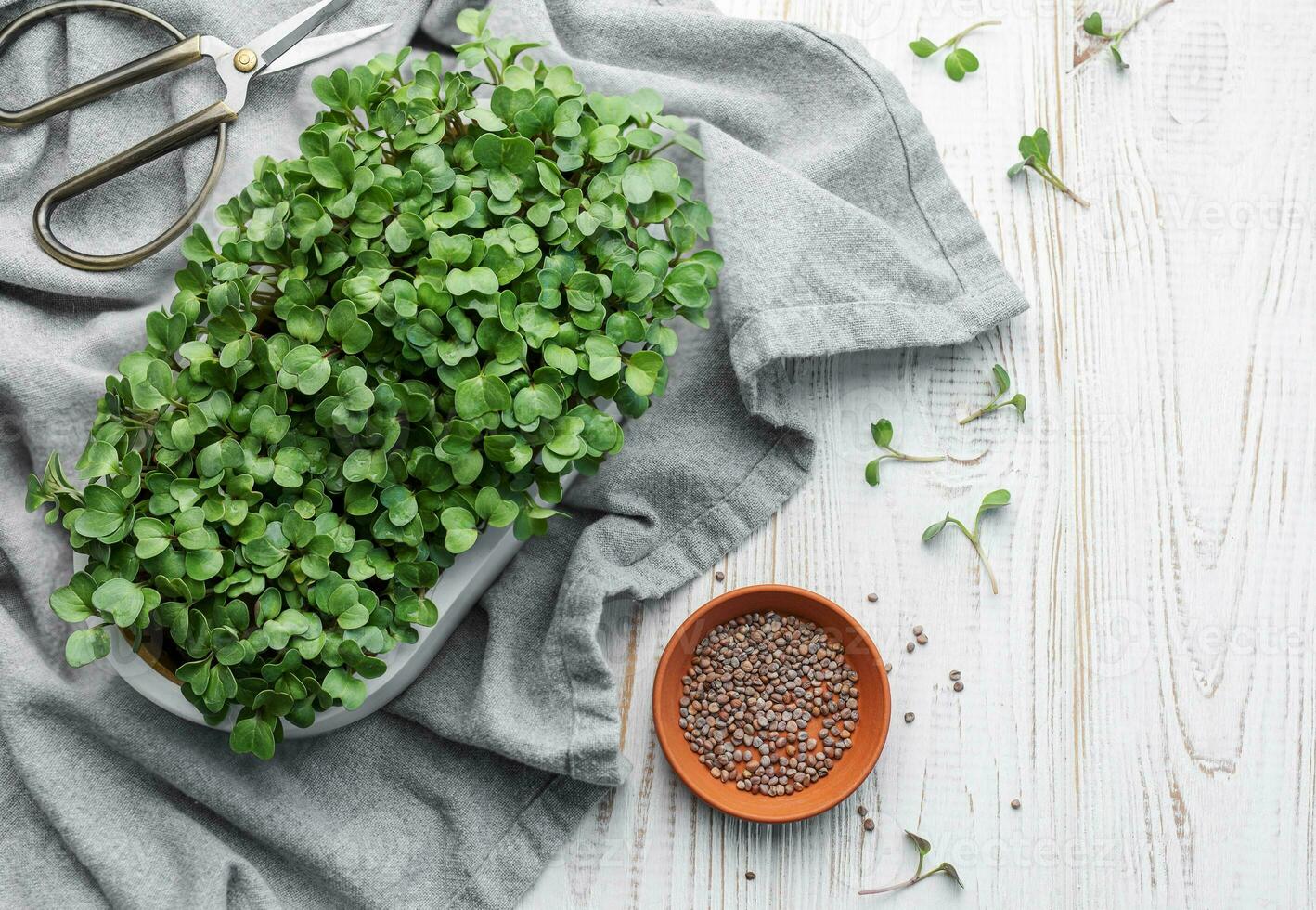 Microgreen radish sprouts growing at home. photo