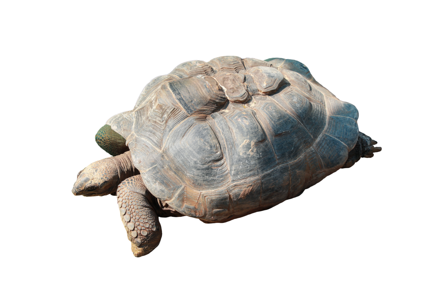 Turtle animal isolated png