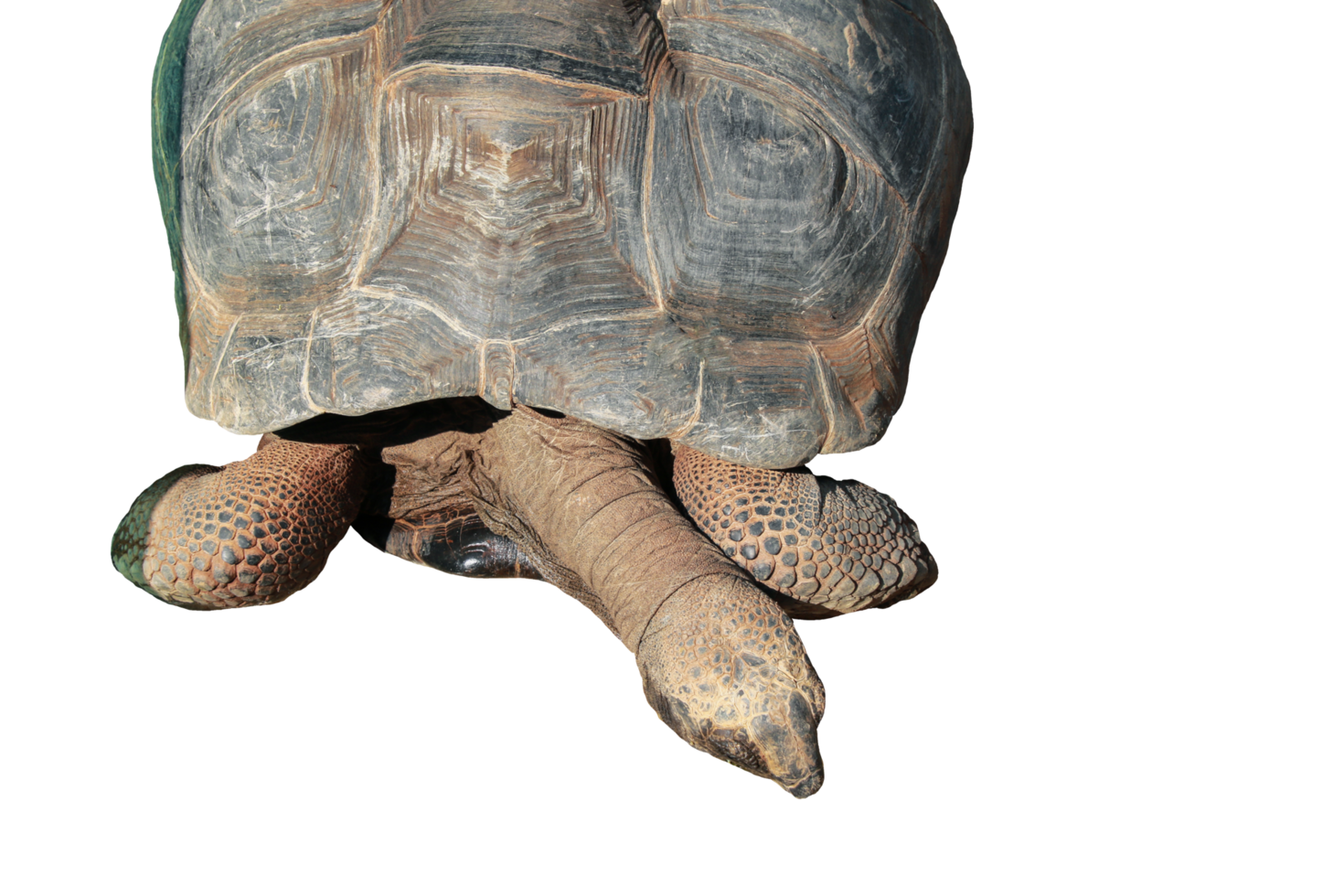 Turtle animal isolated png