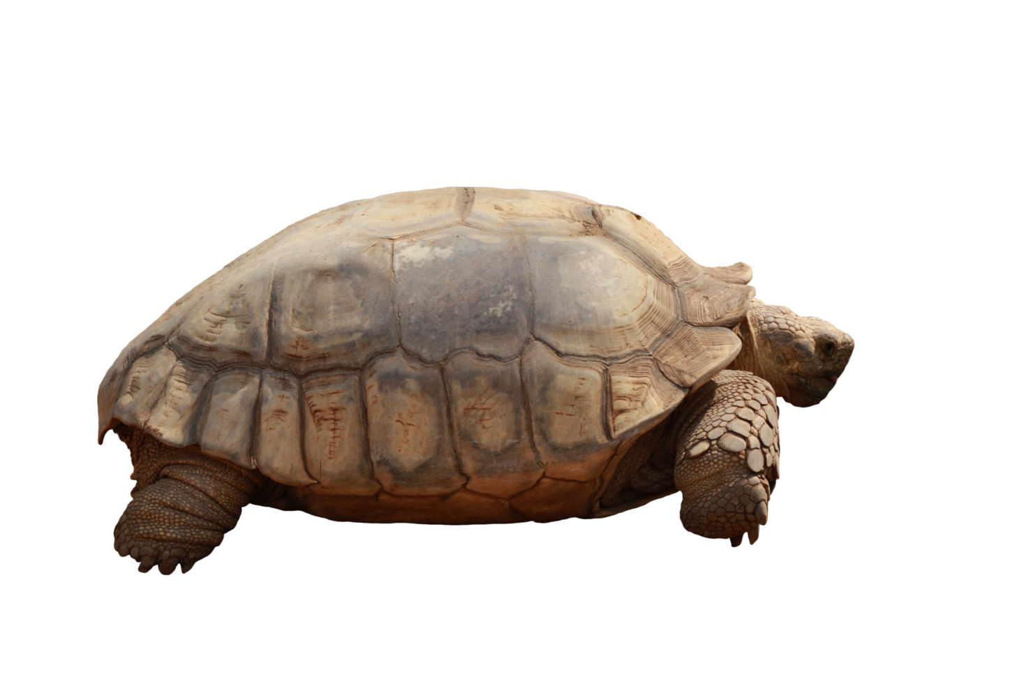 Turtle animal isolated png