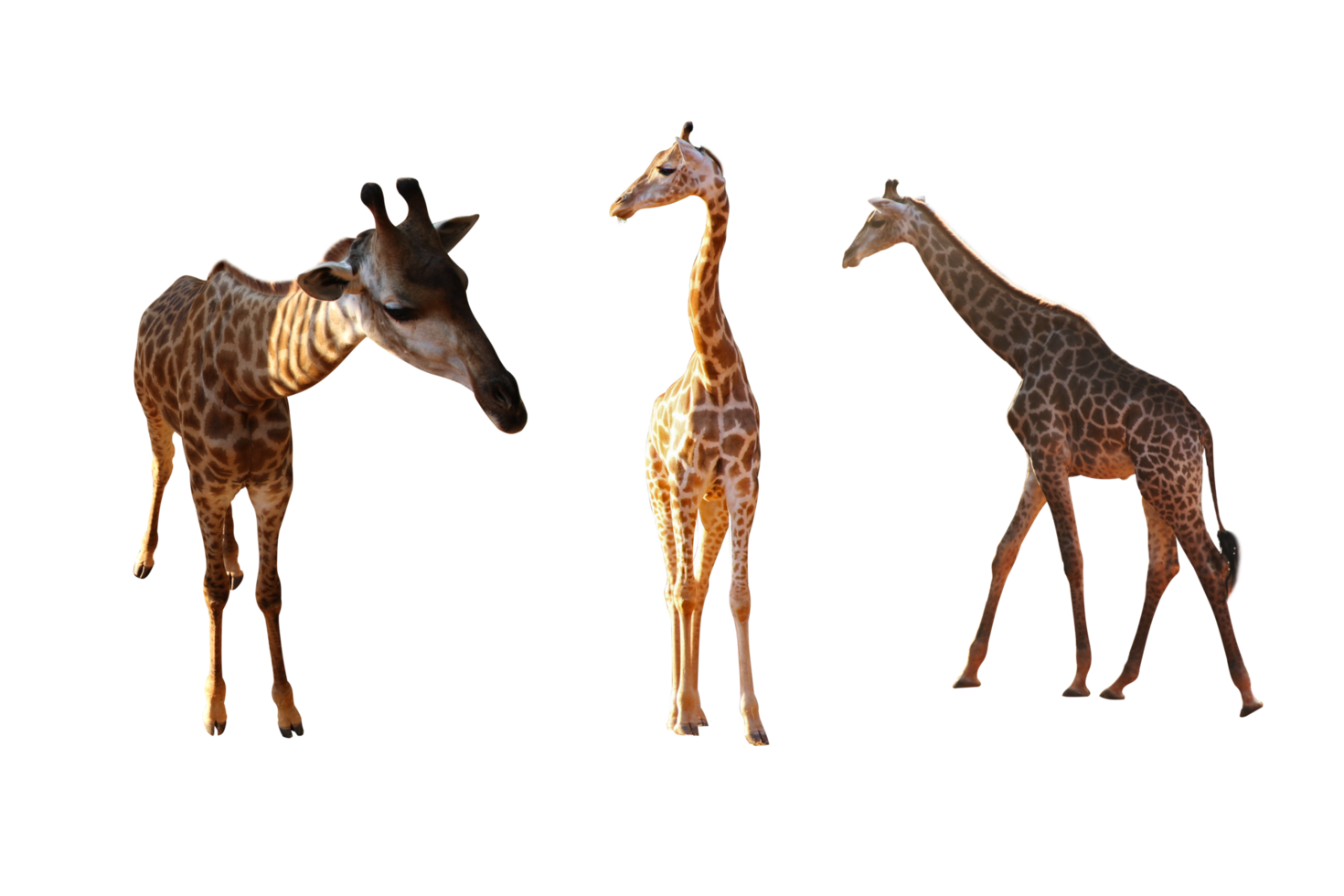 Giraffe three character png