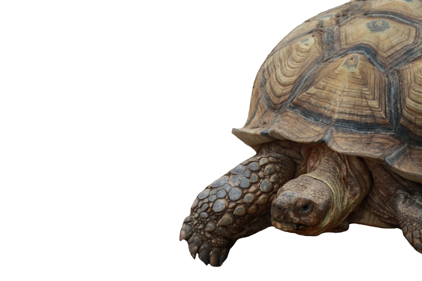 tortue animal isolé png