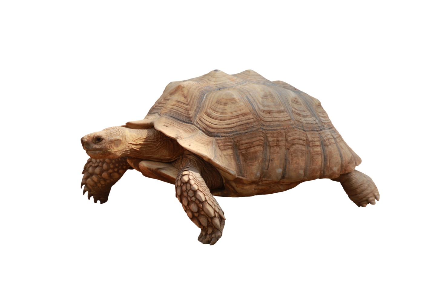 Turtle animal isolated png
