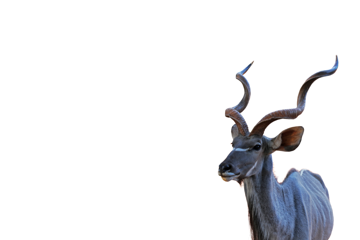 Greater kudu animal character png