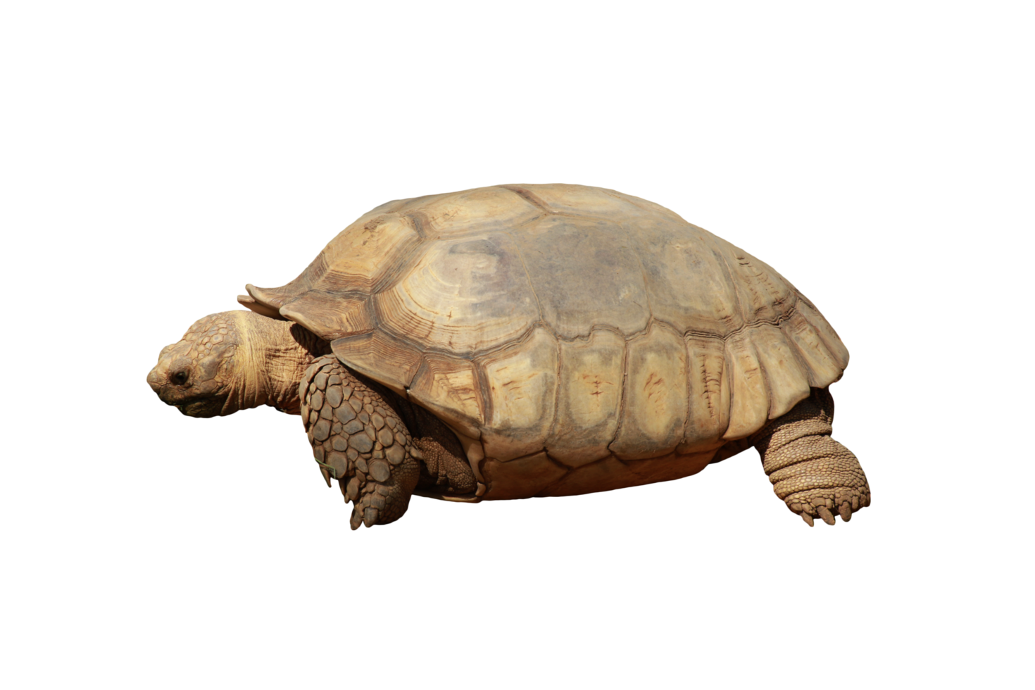 Turtle animal isolated png