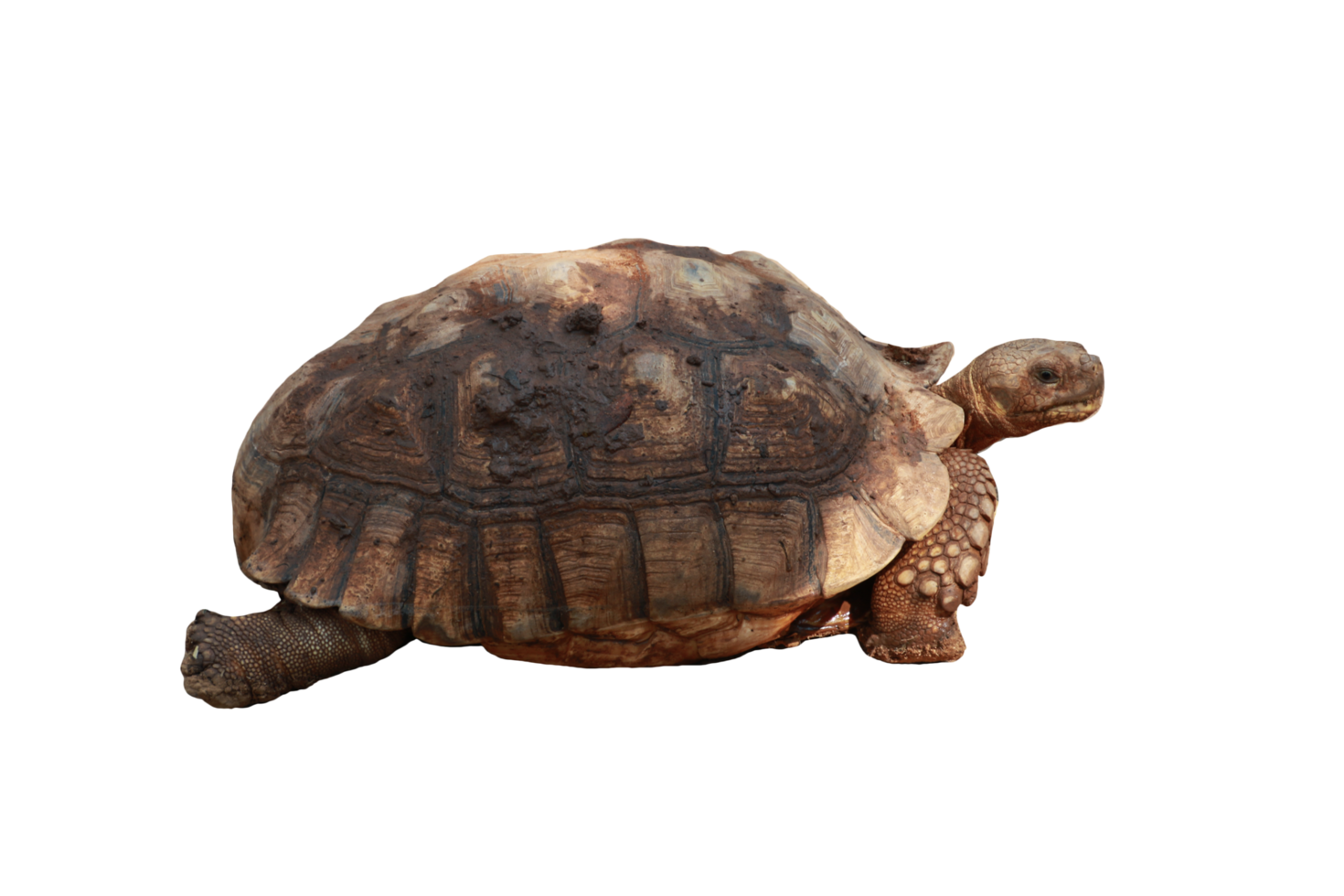 Turtle animal isolated png