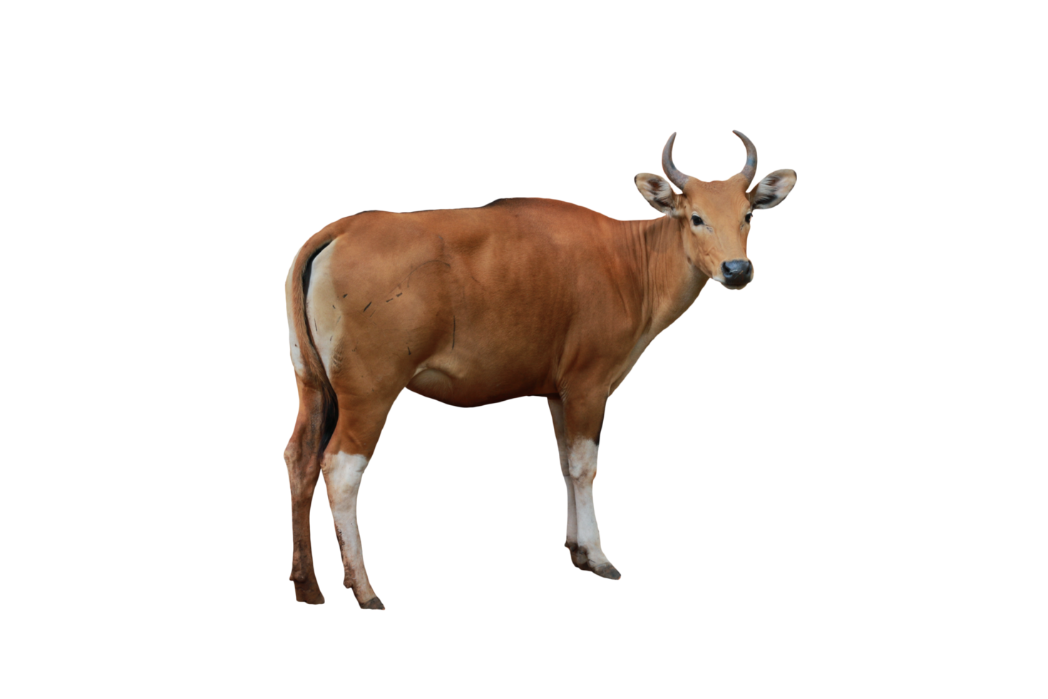 vaca animal aislado png