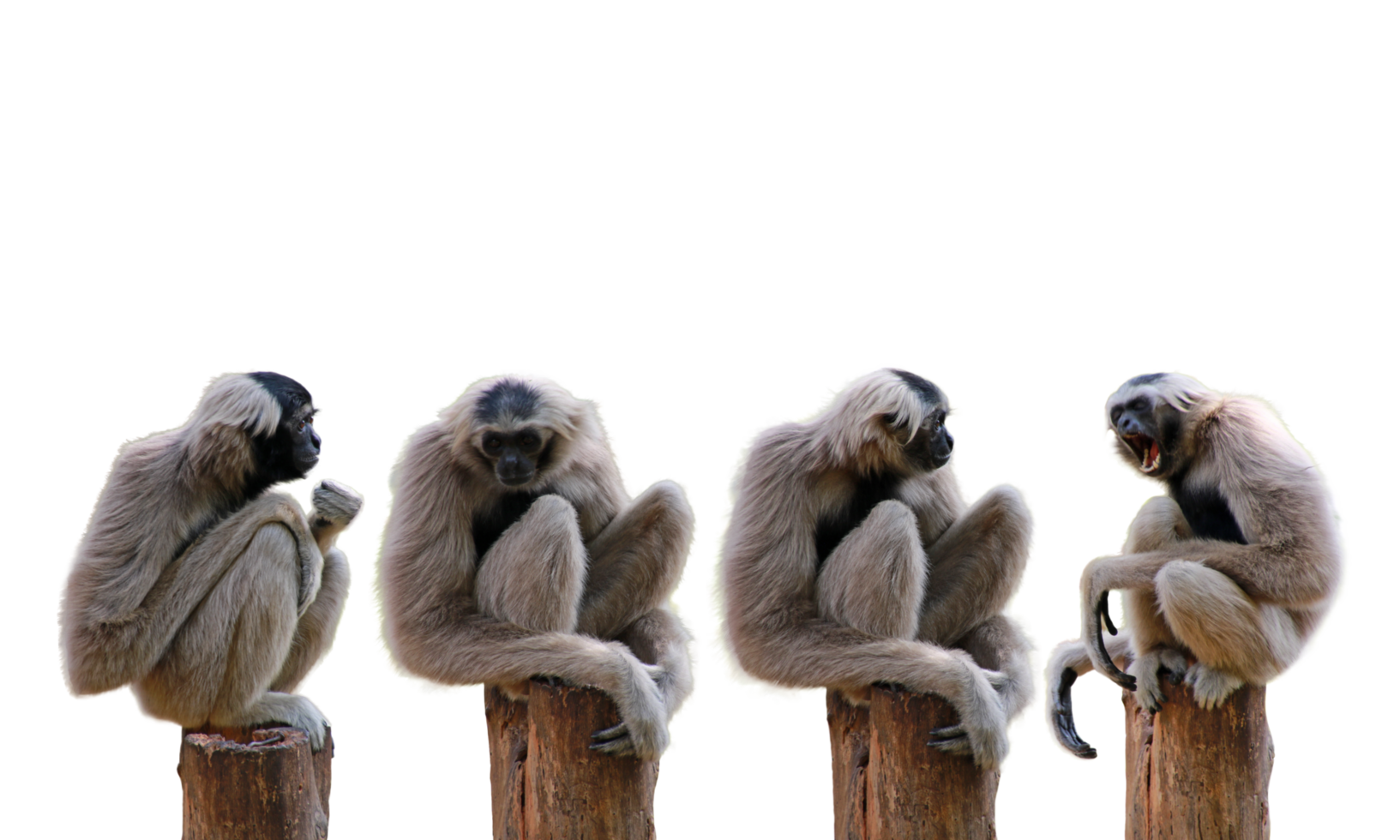 Many gibbon character png