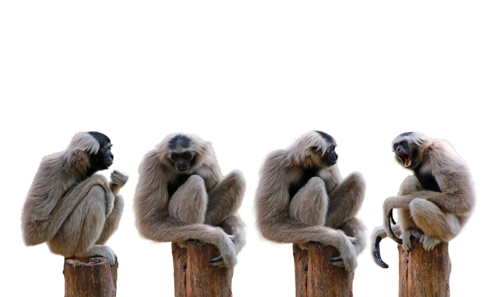 viele Gibbon Charakter png