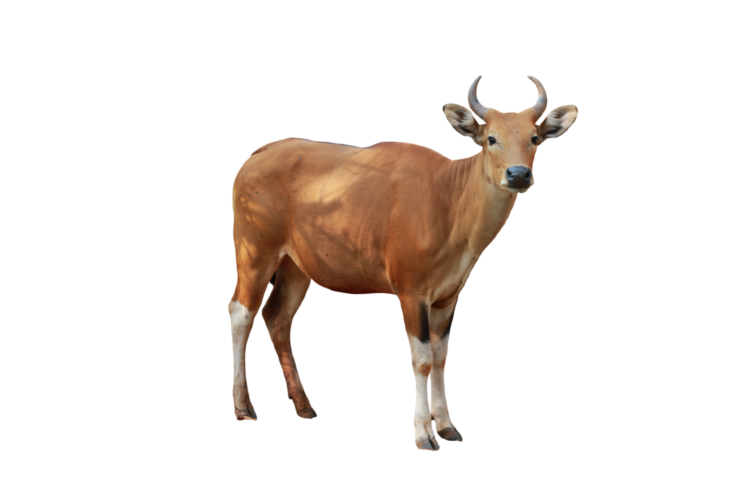 Cow animal isolated png