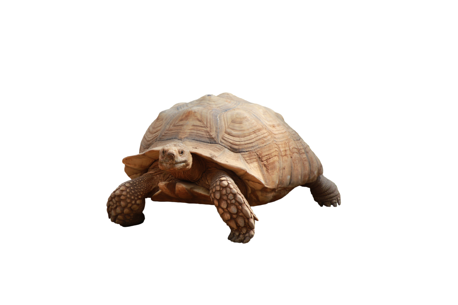 tortue animal isolé png