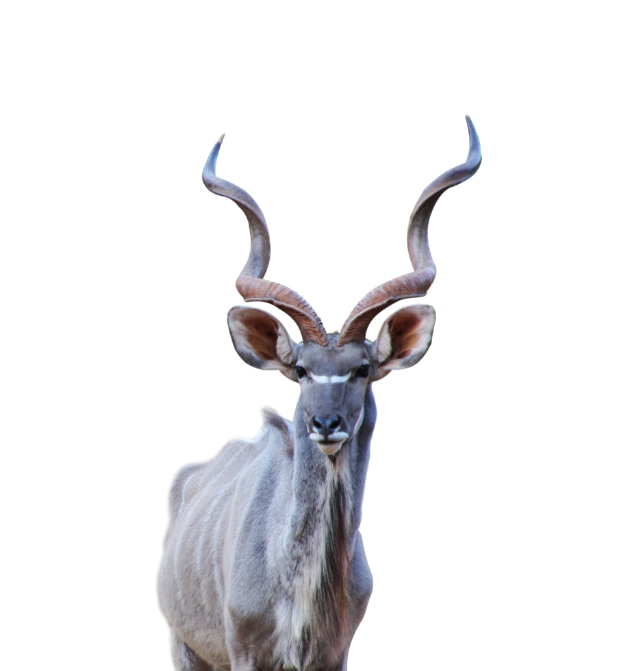 Greater kudu animal character png