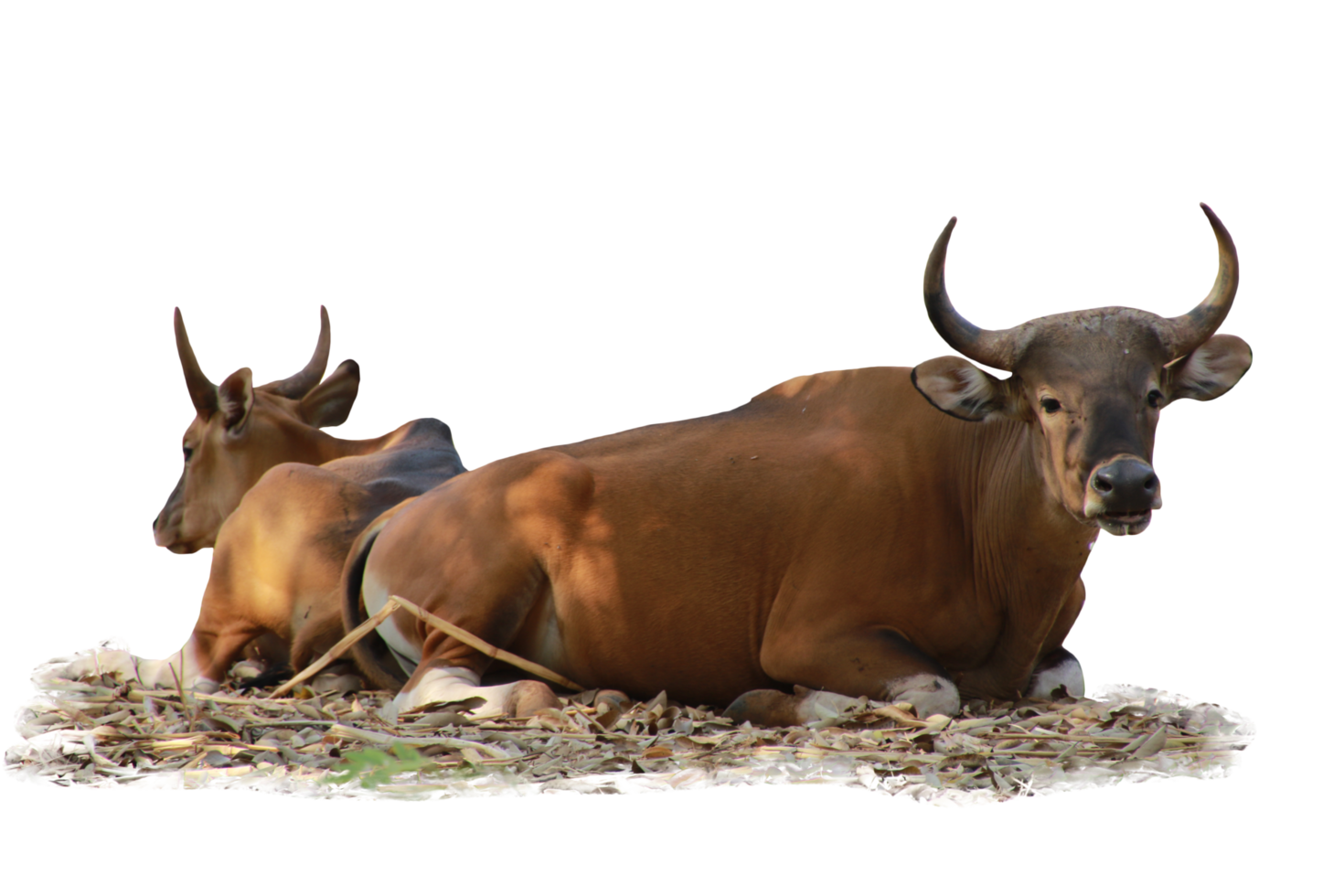 Cow animal isolated png
