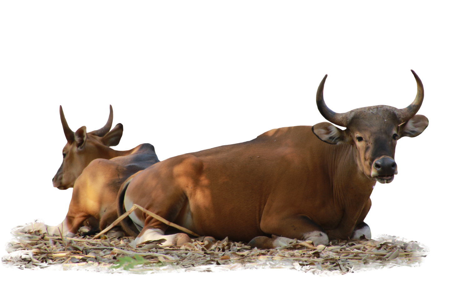 mucca animale isolato png