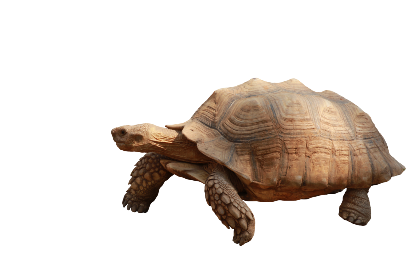 Turtle animal isolated png