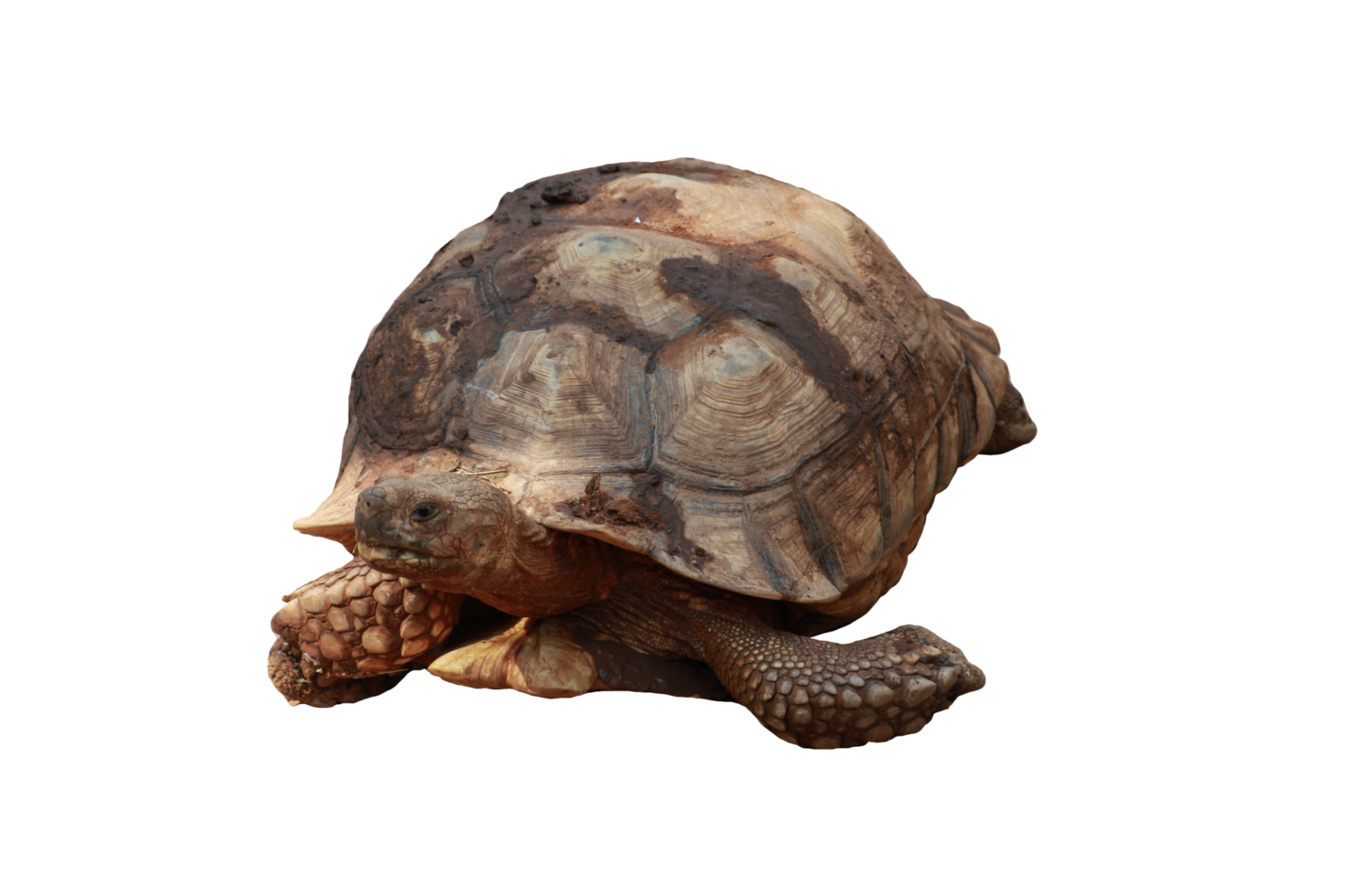 Turtle animal isolated png