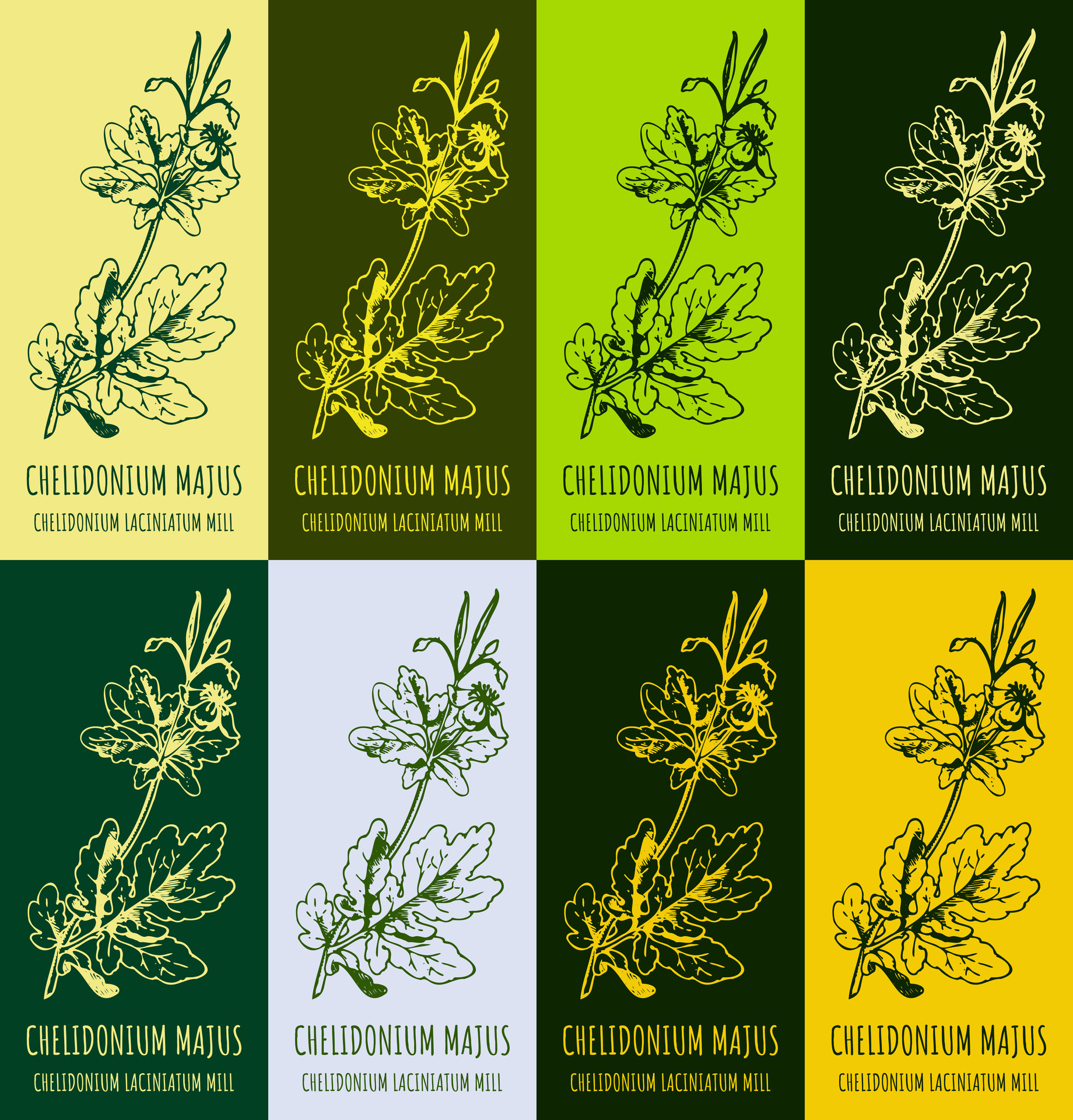 Set of vector drawing of GREATER CELANDINE in various colors. Hand