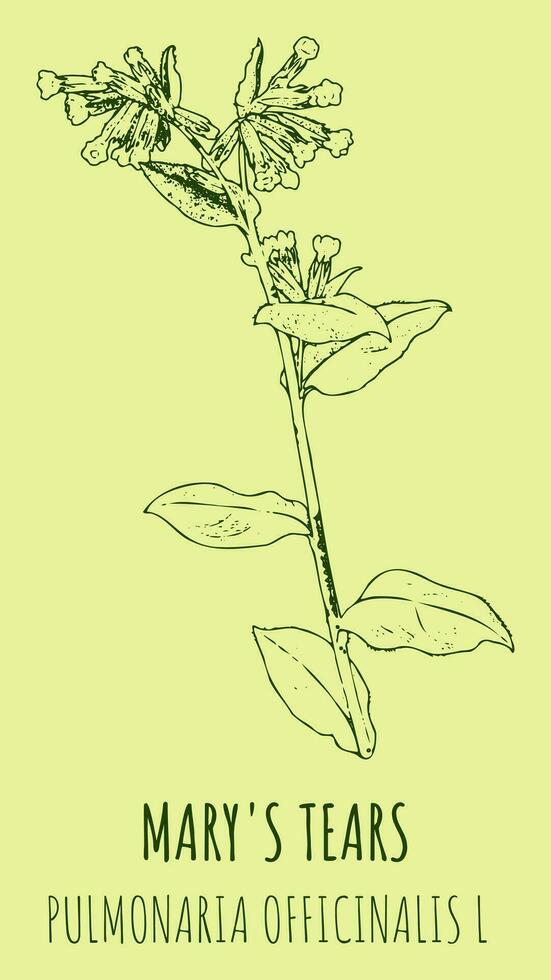 Vector drawings MARY'S TEARS . Hand drawn illustration. Latin name PULMONARIA OFFICINALIS L.