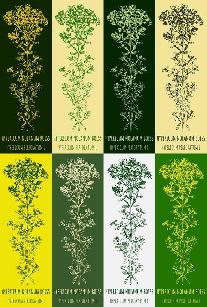 conjunto de dibujos vectoriales de hierba de San Juan perforada en diferentes colores. ilustración dibujada a mano. nombre latino hipérico perforatum. vector