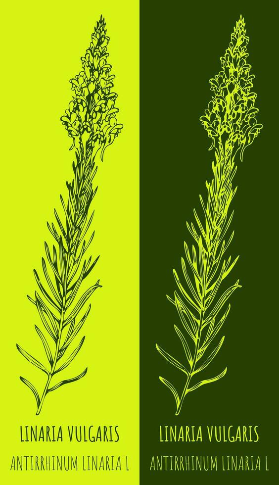Vector drawings COMMON TOADFLAX. Hand drawn illustration. Latin name LINARIA VULGARIS.