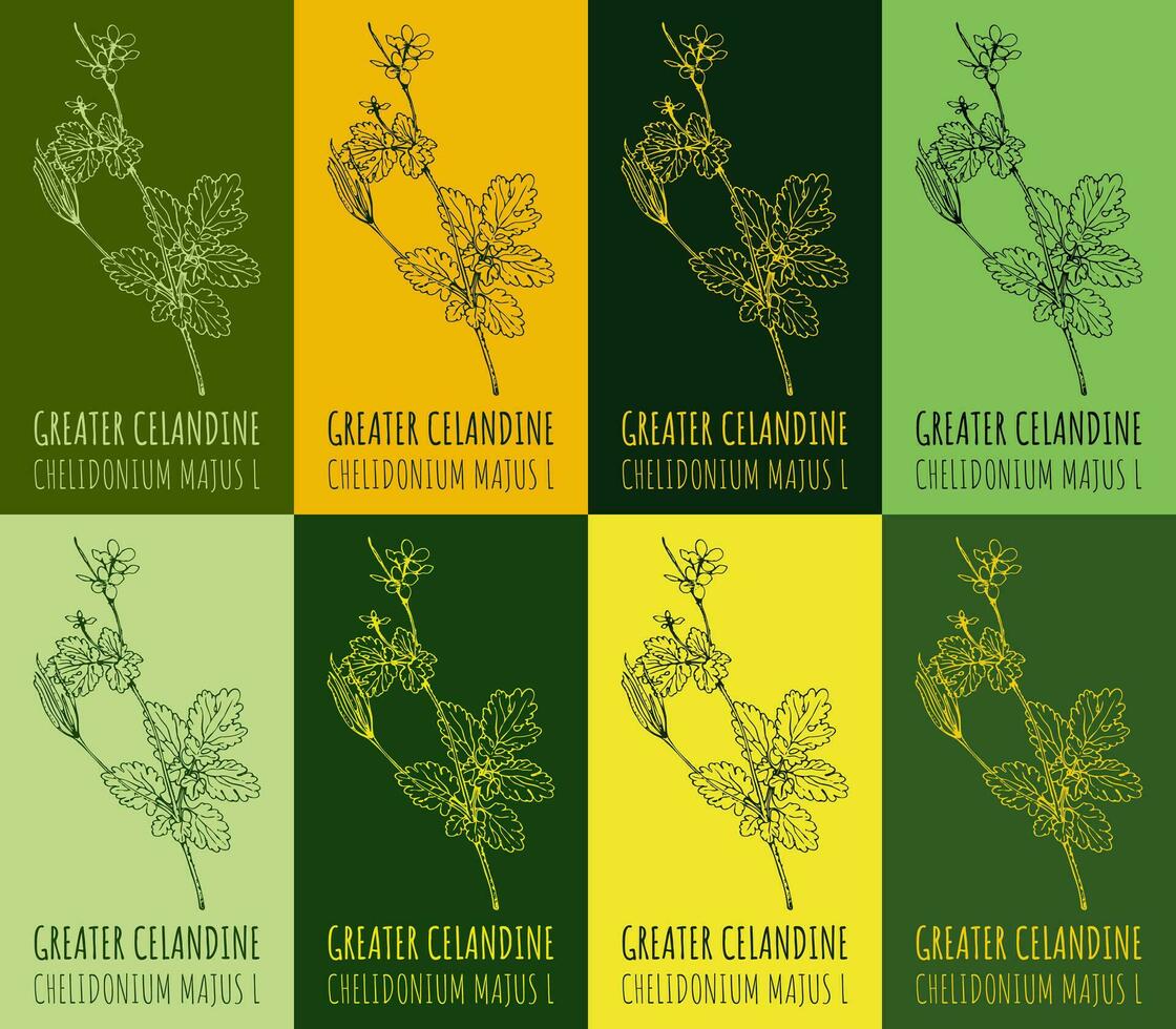 Set of vector drawing of GREATER CELANDINE  in various colors. Hand drawn illustration. Latin name CHELIDONIUM MAJUS L.