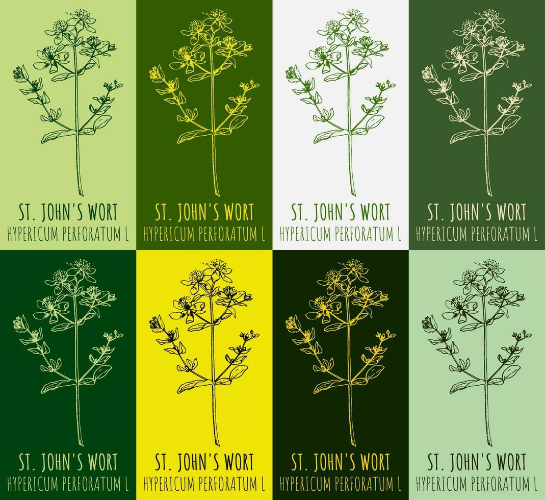 Set of vector drawing of St. John's wort  in various colors. Hand drawn illustration. Latin name Hypericum L.