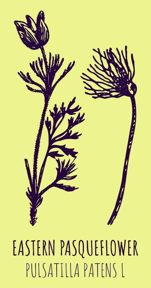 Vector drawings EASTERN PASQUEFLOWER. Hand drawn illustration. Latin name PULSATILLA PATENS L.