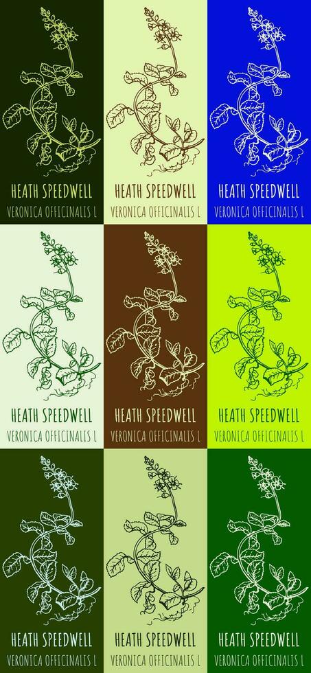 Set of vector drawing of HEATH SPEEDWELL  in various colors. Hand drawn illustration. Latin name VERONICA OFFICINALIS L.