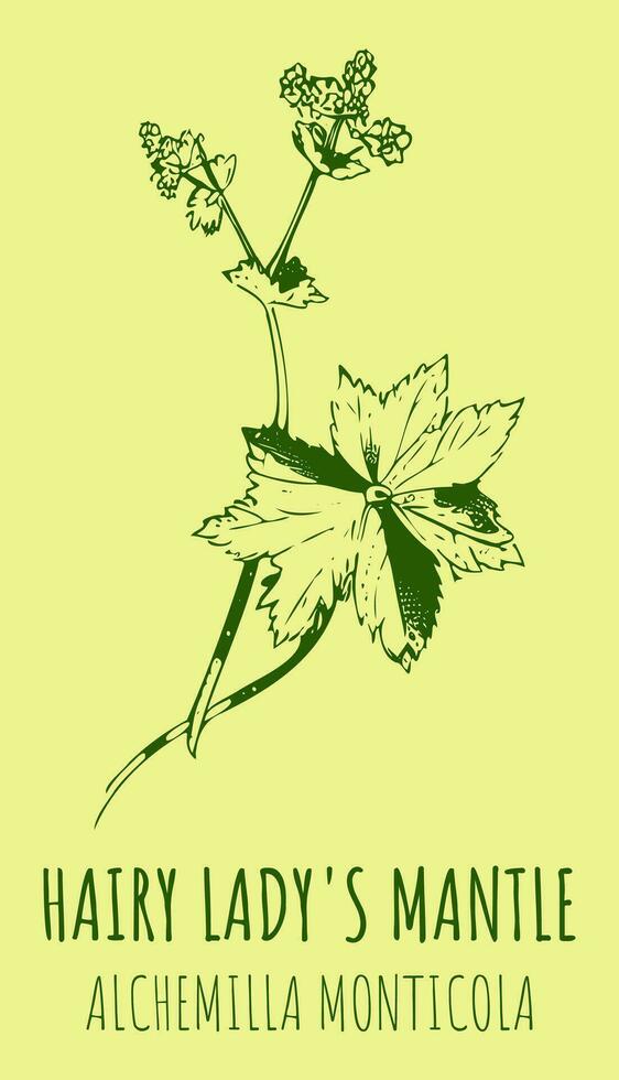 Vector drawings HAIRY LADY'S MANTLE. Hand drawn illustration. Latin name Alchemilla monticola.
