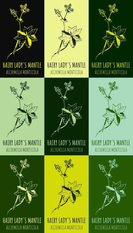 Set of vector drawing of HAIRY LADY'S MANTLE  in various colors. Hand drawn illustration. Latin name Alchemilla monticola.